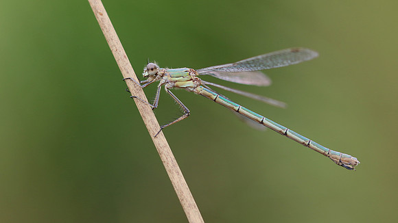 Emerald Damselfly, Priddy, August 2018