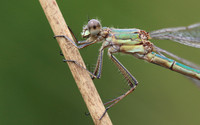 Emerald Damselfly, Priddy, August 2018