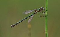Emerald Damselfly, Priddy, August 2018