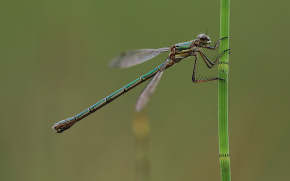Emerald Damselfly, Priddy, August 2018