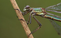 Emerald Damselfly, Priddy, August 2018