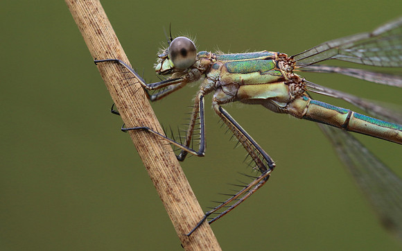 Emerald Damselfly, Priddy, August 2018