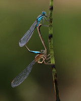 Blue-tailed Damselfy (Mating) Priddy, August 2018