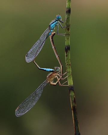 Blue-tailed Damselfy (Mating) Priddy, August 2018