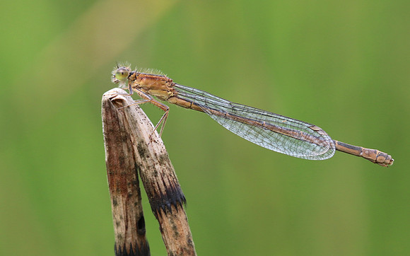 Blue-tailed Damselfy (Female) Priddy, August 2018