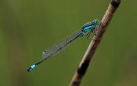 Blue-tailed Damselfy (Male) Priddy, August 2018