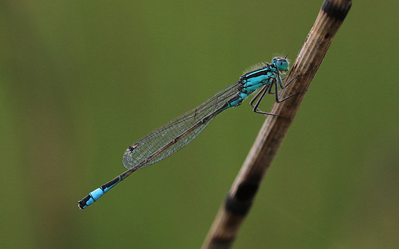 Blue-tailed Damselfy (Male) Priddy, August 2018