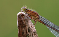 Blue-tailed Damselfy (Female) Priddy, August 2018