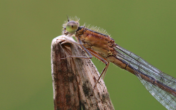 Blue-tailed Damselfy (Female) Priddy, August 2018