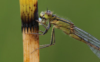 Blue-tailed Damselfy (Female) Priddy, August 2018