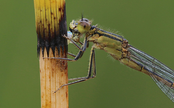 Blue-tailed Damselfy (Female) Priddy, August 2018