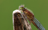 Blue-tailed Damselfy (Female) Priddy, August 2018