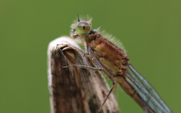 Blue-tailed Damselfy (Female) Priddy, August 2018