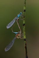Blue-tailed Damselfy (Mating) Priddy, August 2018