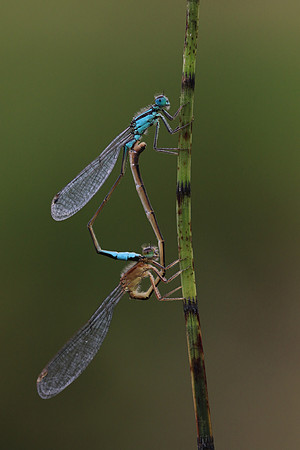 Blue-tailed Damselfy (Mating) Priddy, August 2018