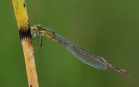 Blue-tailed Damselfy (Female) Priddy, August 2018