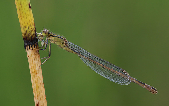 Blue-tailed Damselfy (Female) Priddy, August 2018