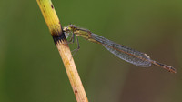 Blue-tailed Damselfly