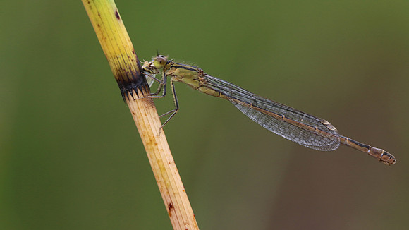 Blue-tailed Damselfy (Female) Priddy, August 2018
