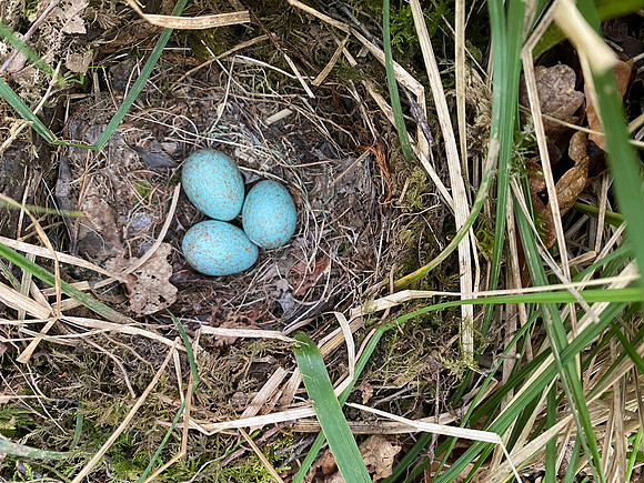 Blackbird, Ground nest, Forest of Dean, May 2022