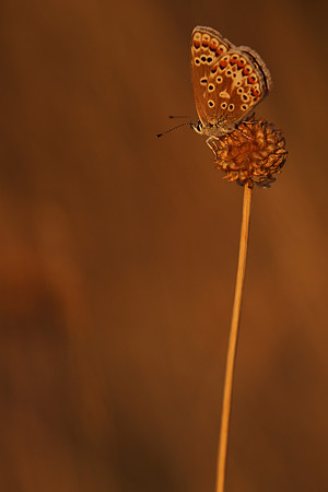 Common Blue, Oldbury Power Station, August 2018