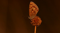 Common Blue, Oldbury Power Station, August 2018