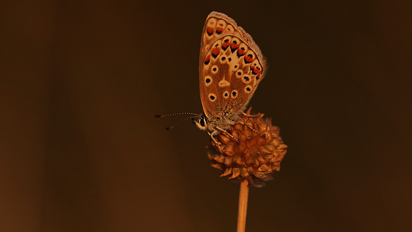Common Blue, Oldbury Power Station, August 2018