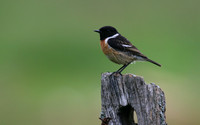 Stonechat (Male) Thursley Common, May 2018