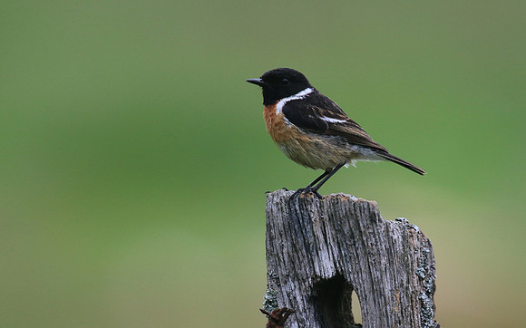 Stonechat (Male) Thursley Common, May 2018