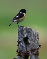 Stonechat (Male) Thursley Common, May 2018