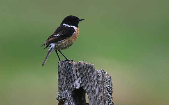 Stonechat (Male) Thursley Common, May 2018