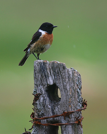 Stonechat (Male) Thursley Common, May 2018