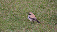 Desert Wheatear, Severn Beach 2013