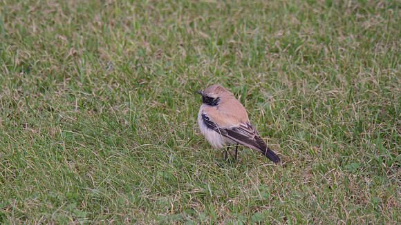 Desert Wheatear, Severn Beach 2013
