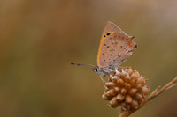 Small Copper, Oldbury Power Station, August 2018.