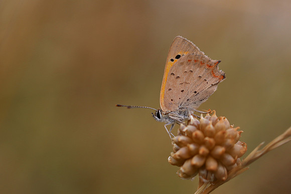 Small Copper, Oldbury Power Station, August 2018.