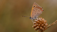 Small Copper