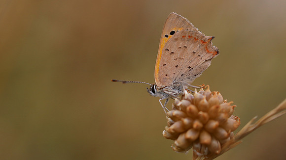 Small Copper, Oldbury Power Station, August 2018