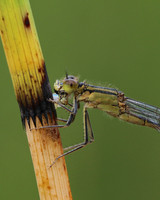 Blue-tailed Damselfy (Female) Priddy, August 2018