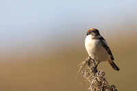 Woodchat Shrike, Anarita, Cyprus, April 2024