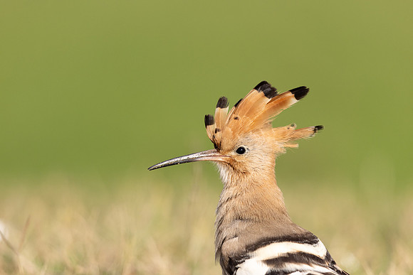 Hoopoe, Swansea, October 2024