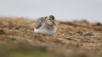 Bairds Sandpiper, Kenfig NNR, October 2016