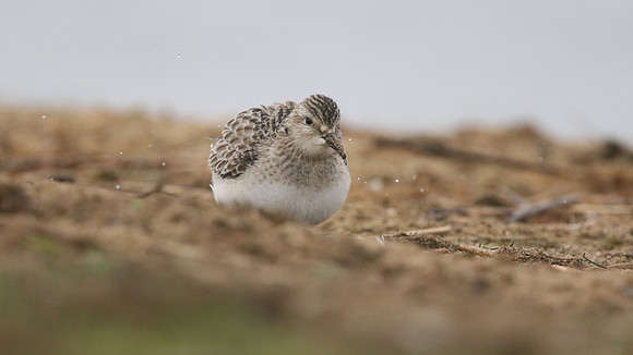 Bairds Sandpiper, Kenfig NNR, October 2016