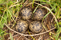 Lapwing