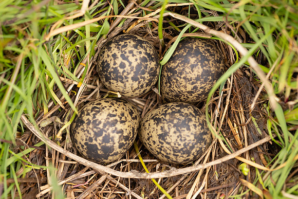 Lapwing, Burtle, May 2024