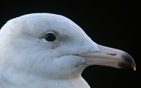 Glaucous Gull (1st Winter) Newlyn Harbour, Feb 2018.