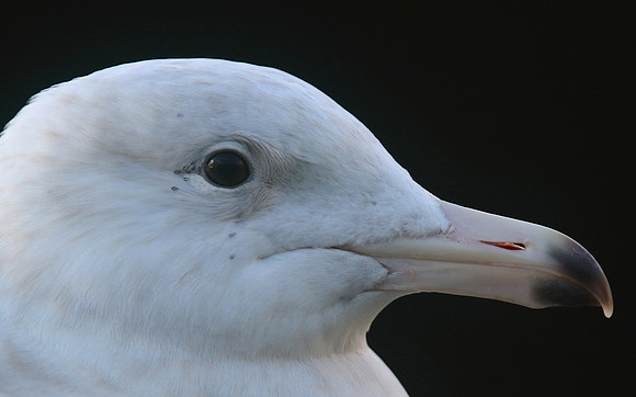 Glaucous Gull (1st Winter) Newlyn Harbour, Feb 2018.