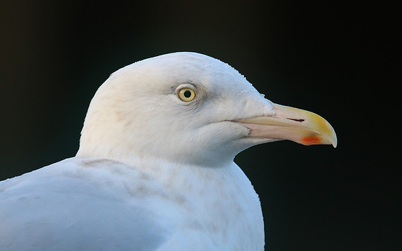 Glaucous Gull (Adult) Newlyn Harbour, Feb 2018