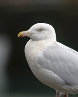 Glaucous Gull (Adult) Newlyn Harbour, Feb 2018