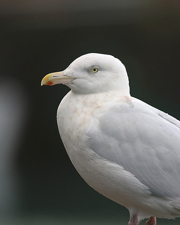 Glaucous Gull (Adult) Newlyn Harbour, Feb 2018